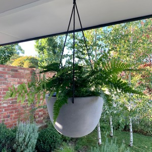 Hanging Basket Bonnie